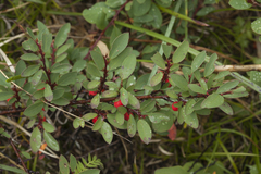 Cotoneaster uniflorus