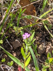 Microsteris gracilis