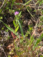 Microsteris gracilis