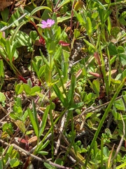 Microsteris gracilis