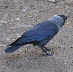 Corvus monedula