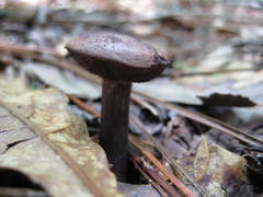 Leccinum snellii