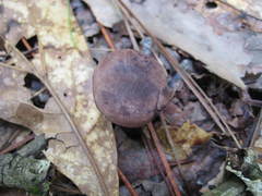 Leccinum snellii