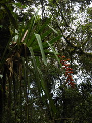 Guzmania multiflora