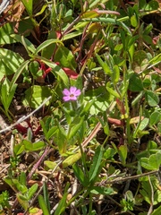 Microsteris gracilis