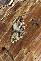 Enchoria lacteata