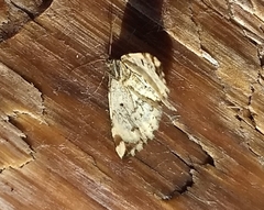 Enchoria lacteata