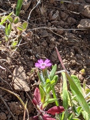 Microsteris gracilis