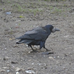 Corvus frugilegus