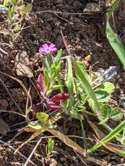 Microsteris gracilis