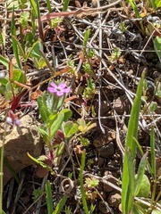 Microsteris gracilis