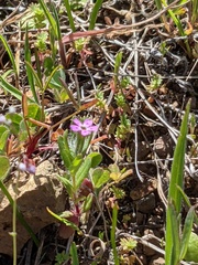 Microsteris gracilis