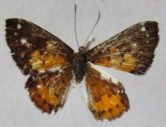 Parvospila cilissa