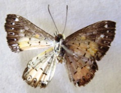 Parvospila cilissa