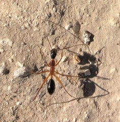 Camponotus tricoloratus