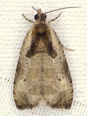 Olethreutes punctanum