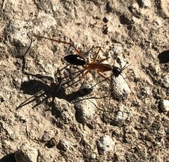 Camponotus tricoloratus