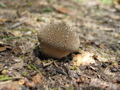 Lycoperdon pulcherrimum