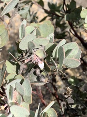 Arctostaphylos canescens