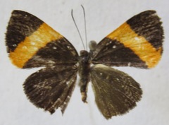 Pirascca tyriotes