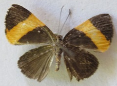Pirascca tyriotes