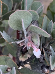 Arctostaphylos canescens