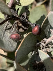 Arctostaphylos canescens