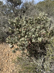 Arctostaphylos canescens
