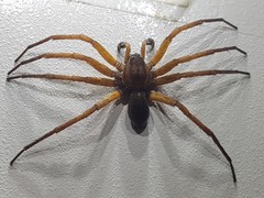 Dolomedes aquaticus