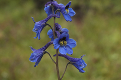 Delphinium mirabile
