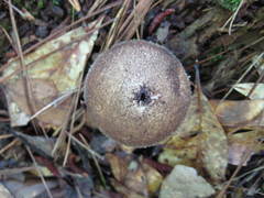 Lycoperdon pulcherrimum