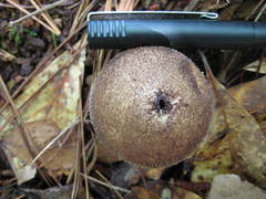 Lycoperdon pulcherrimum