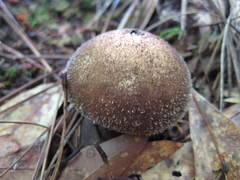Lycoperdon pulcherrimum