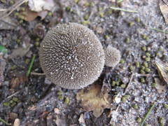 Lycoperdon pulcherrimum
