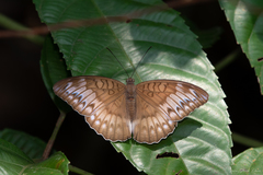Tanaecia iapis puseda