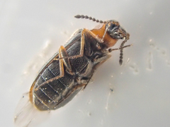 Mecomycter majeri