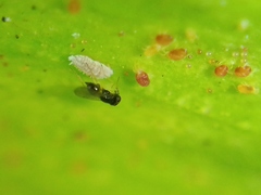 Aphelinidae