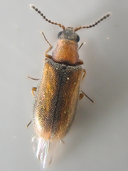 Mecomycter majeri