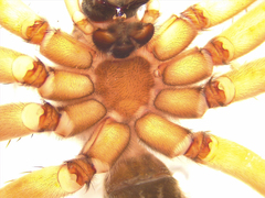 Dolomedes aquaticus