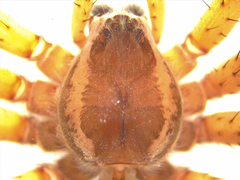 Dolomedes aquaticus