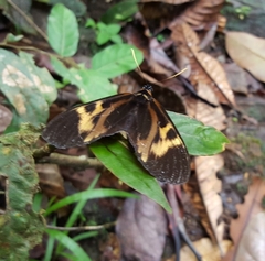 Prometheus ecuadoria