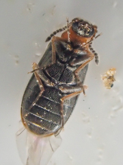 Mecomycter majeri
