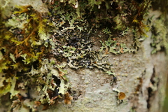 Hypogymnia lophyrea
