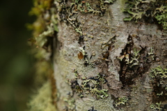Hypogymnia lophyrea