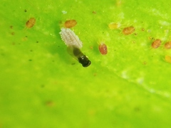 Aphelinidae