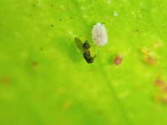 Aphelinidae