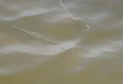 Tylosurus gavialoides