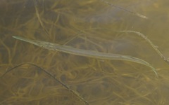 Tylosurus gavialoides