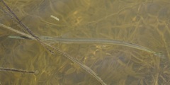 Tylosurus gavialoides