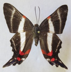 Ancyluris jurgensenii